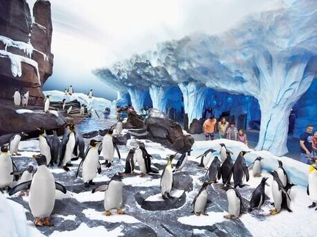 Antarctica-empire-of-the-penguim-1