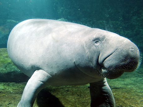 Manatee-rehabilitation-area-1