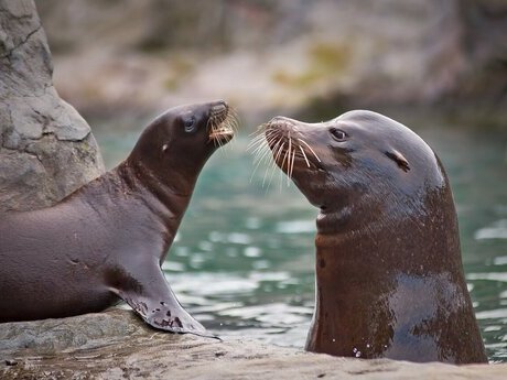 Sea-lion-otter-spotlight-1